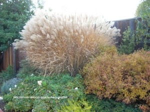 Miscanthus sinensis 'Gracillimus'- winter